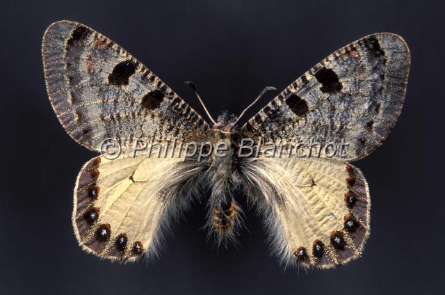 archon apollinus..JPG - Archon apollinus (male)False ApolloLepidoptera, PapilionidaeSyrie